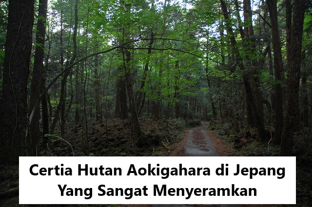 Certia Hutan Aokigahara di Jepang Yang Sangat Menyeramkan